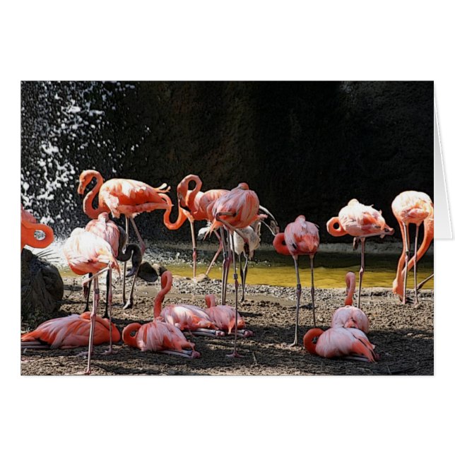Flamant rose rose (Devant Horizontal)