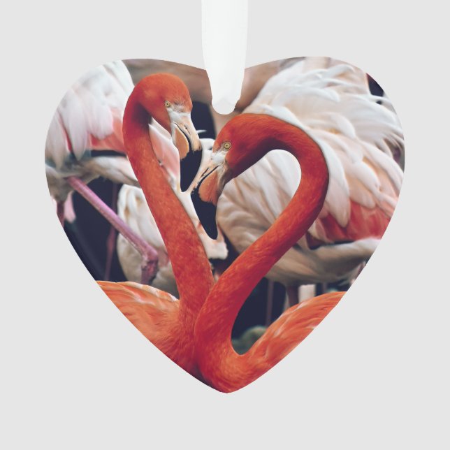 Flamant rose rose dans la nature (devant)