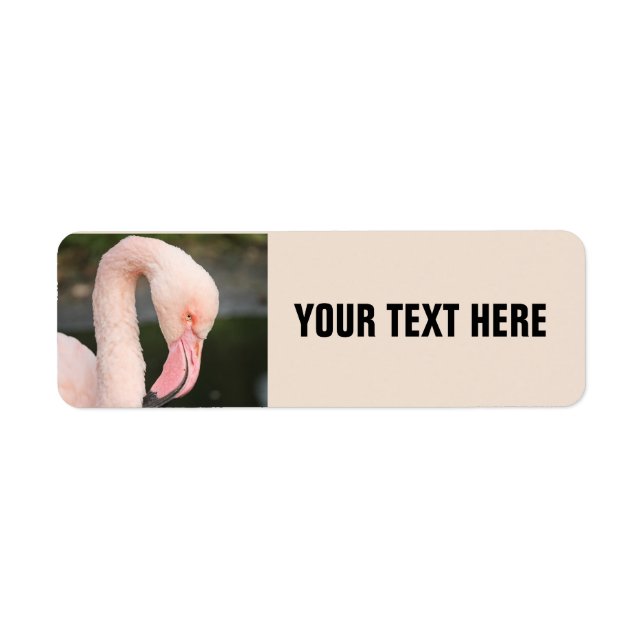 Flamant rose ROSE ÉTIQUETTES D'ADRESSE DE RETOUR P (Devant)