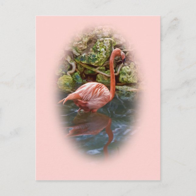 Flamant rose rose reflété dans la carte postale Ri (Devant)