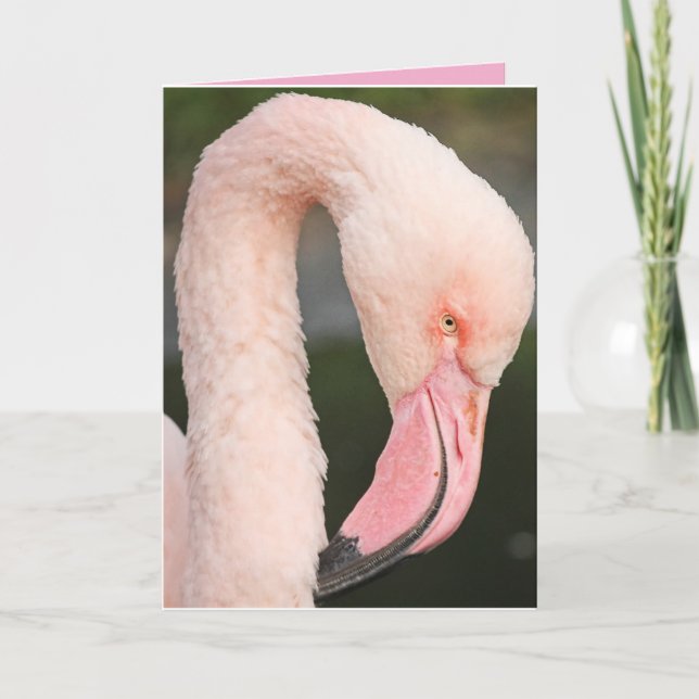 Flamant rose ROSE RESTER FABULEUSE CARTE D'ANNIVER (Devant)
