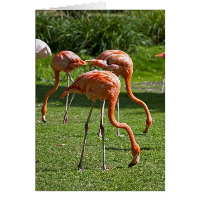 Flamants roses (Devant)