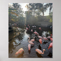 Flamants roses au lever du soleil Poster