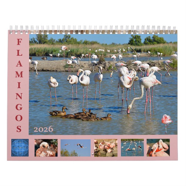 Flamants roses calendrier 12 mois (Protection)
