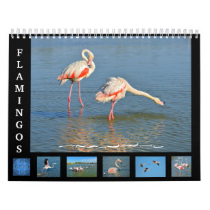 Flamants roses calendrier de 12 mois