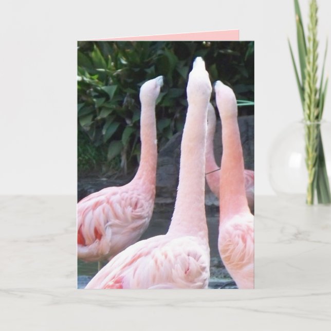 Flamants roses de chant, carte d'anniversaire (Devant)