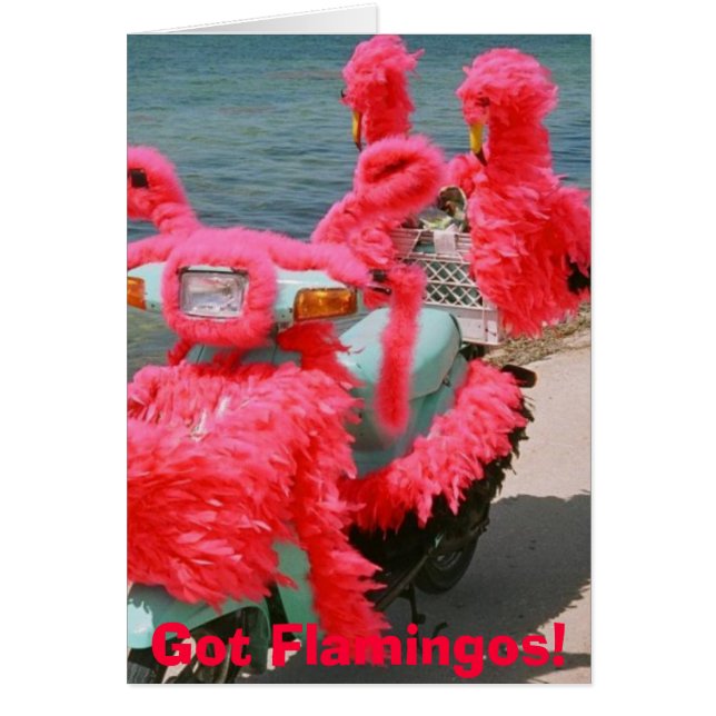 Flamants roses obtenus ! , (Devant)