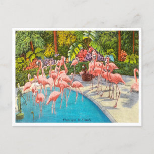 Flamants roses vintages en Floride Carte postale V