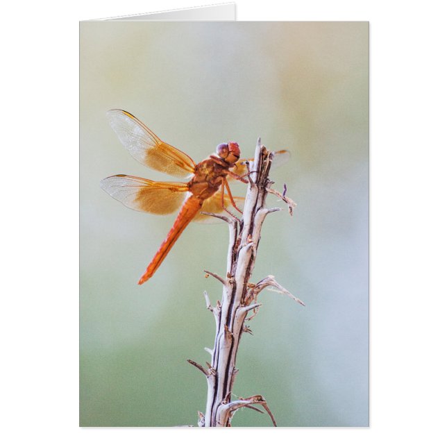 Flame Skimmer Dragonfly sur Agave (Devant)