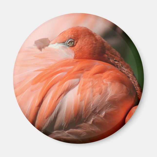 Flamingo Magnet (Devant)