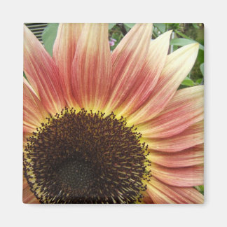 Flamme de tournesol ~ aimant