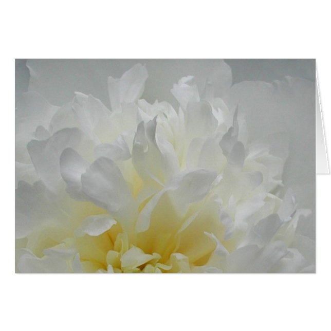 Flammes de pivoine (Devant horizontal)