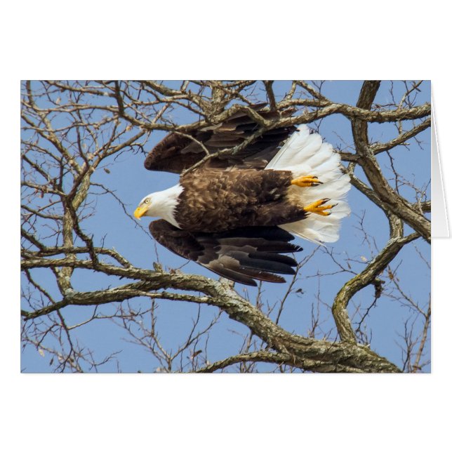 Flash Bald Eagle (Devant horizontal)