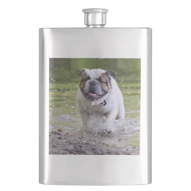 Flasque bulldog dans l'eau (devant)