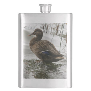 Flasque Canard gris sur la nuit du lac