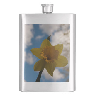 Flasque Daffodique au printemps