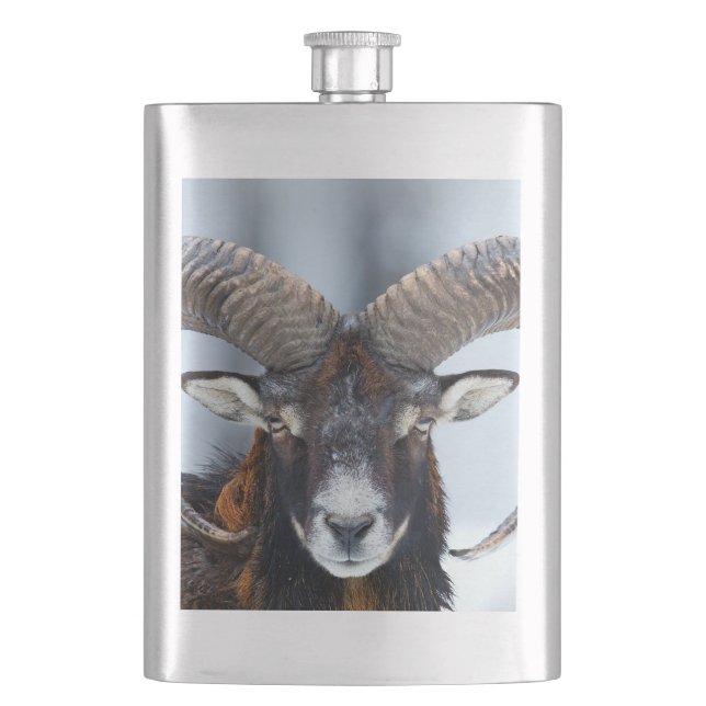 Flasque Gros mouton de bélier à corne - Mouflon (devant)