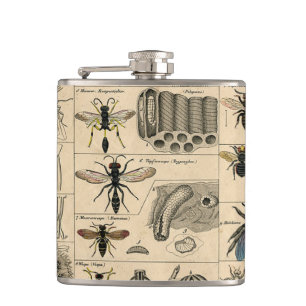 Flasques Abeille Insecte Bug Wasp Histoire naturelle abeill