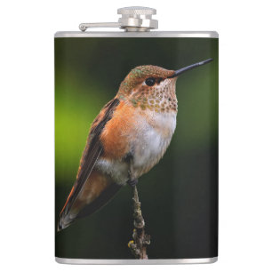 Flasques Adorable colibri roux à la branche