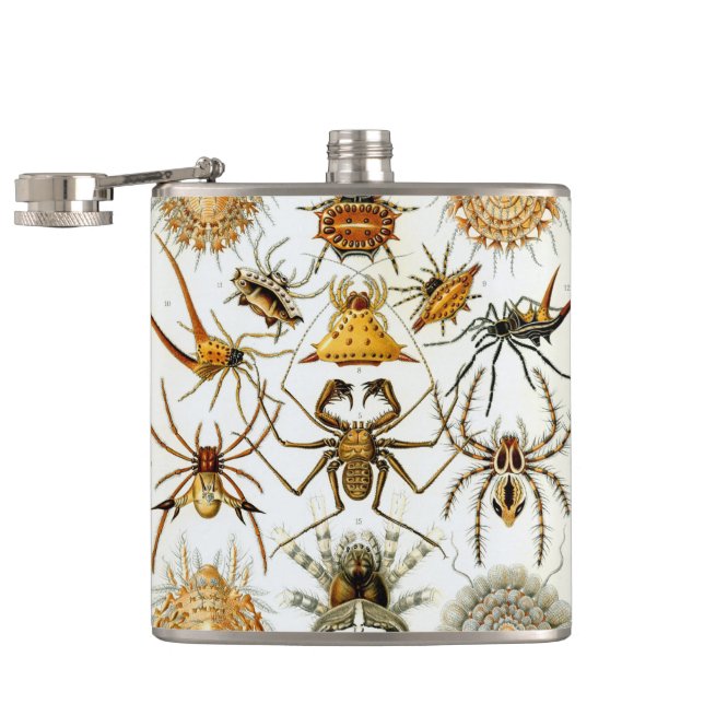 Flasques Araignées ou arachnides vintage par Ernst Haeckel (Ouvert)