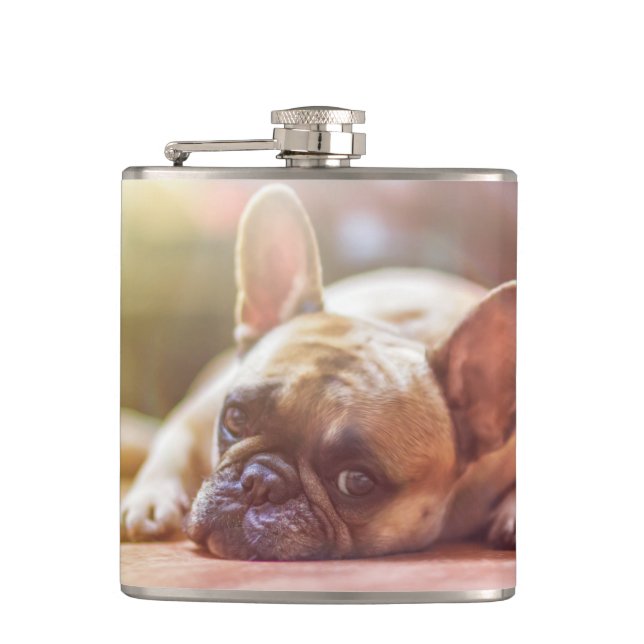 Flasques bouledogue français allongé (Devant)