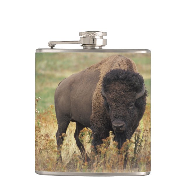 Flasques Buffalo de bison (Devant)