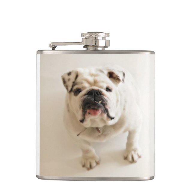 Flasques bulldog blanc (Devant)