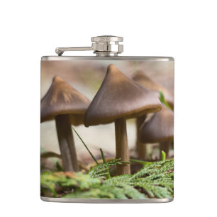 Flasques Champignons dans la forêt