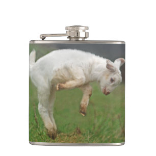 Flasques Chèvre blanche de bébé drôle de chèvre sautan