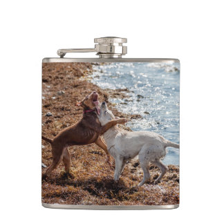 Flasques Chiens sur la plage