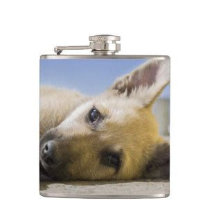Flasques Chiot