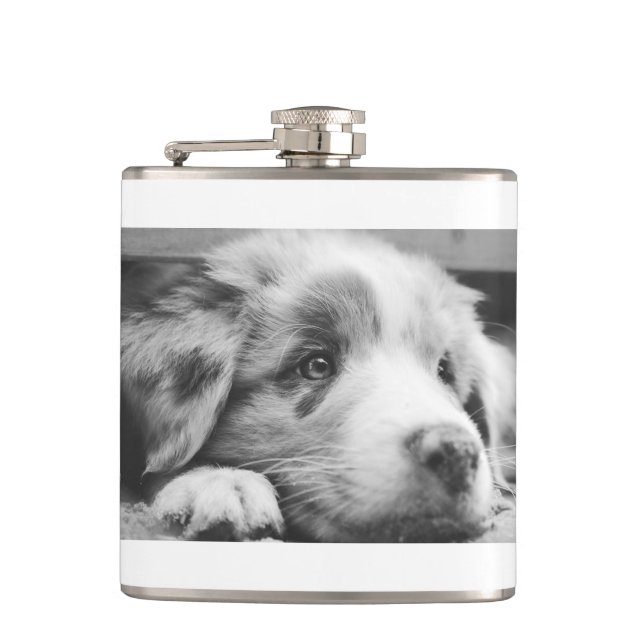 Flasques chiot australien (Devant)