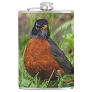 Flasques Curieux oiseau-chanteur américain Robin dans l'her