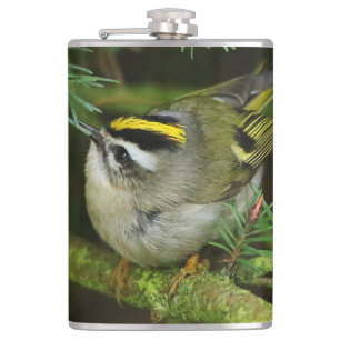 Flasques Cute Kinglet Songbird Causes Stir in the Fir