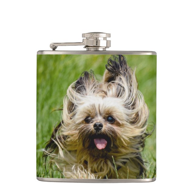 Flasques Cute Yorkshire Terrier Running Through Grass (Devant)