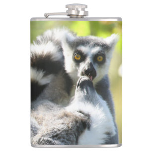 Flasques Des lémuriens de Madagascar surpris
