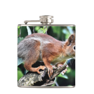 Flasques Écureuil rouge dans l'arbre