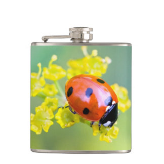 Flasques femme au sommet