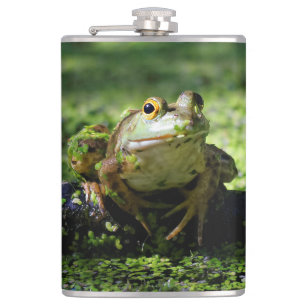 Flasques La grenouille verte frappe un pot sur le tuyau