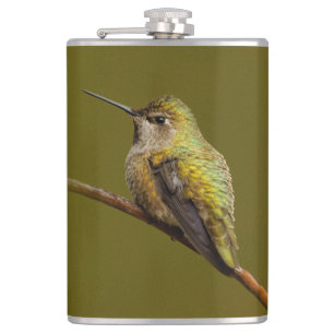 Flasques Le colibri d'Anna sur Trumpetvine écarlate