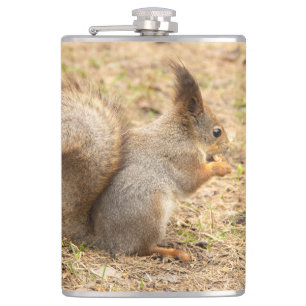 Flasques L'écureuil mignon mange une photo de noix