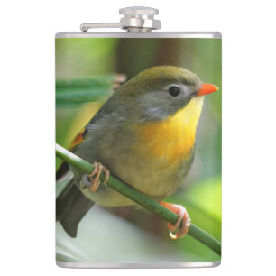 Flasques Leiothrix coloré / Pekin Robin Songbird