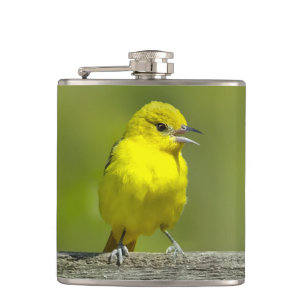 Flasques Loriole de verger - Photographie originale