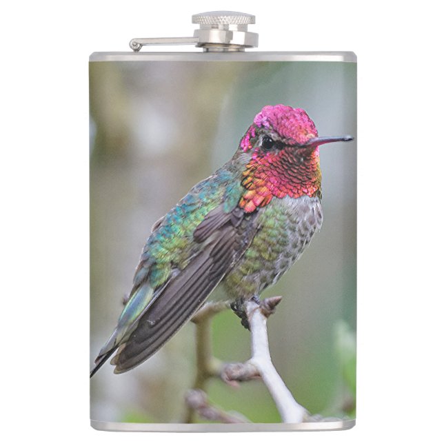 Flasques Merveilleux colibri d'Anna masculine sur le prunie (Devant)