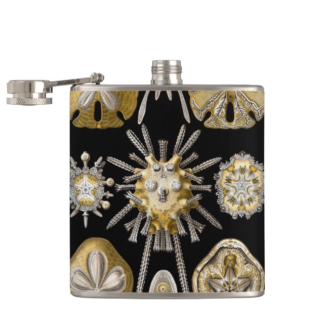 Flasques Oursins Anciens Dollars de Sable par Ernst Haeckel (Ouvert)