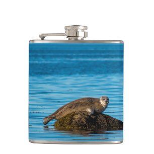 Flasques Phoque commun de l'Atlantique