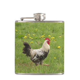 Flasques poulet, coq, animal, oiseau, ferme, agriculture,