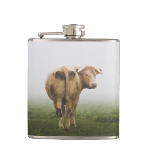 Flasques Taureau de vache blanche à l'arrière dans un champ