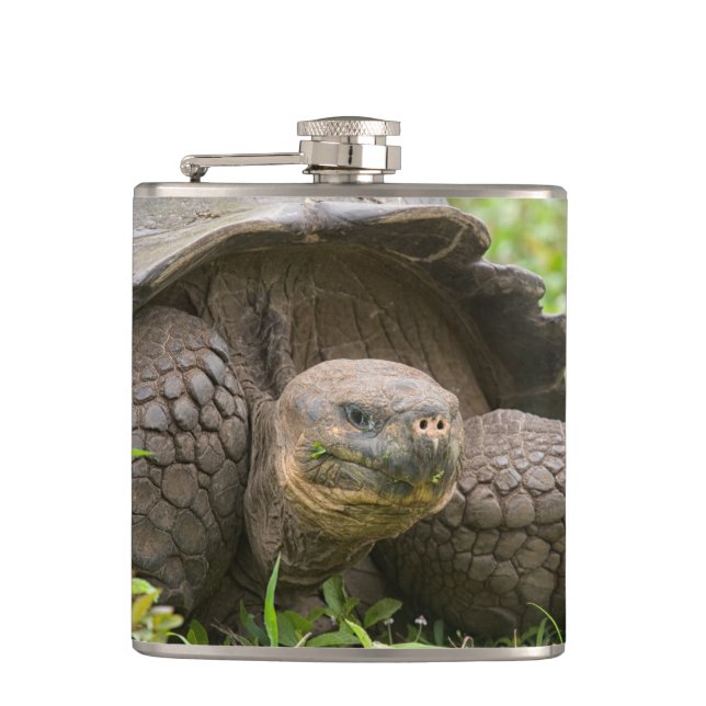 Flasques Tortue géante (Devant)