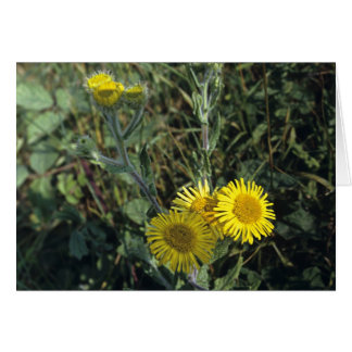 Fleabane commun